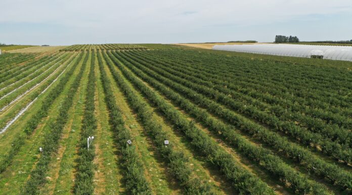 Lepsza trwałość i jakość borówek nawet w trudnym sezonie lepsza jakość i trwałość borówek, borówki
