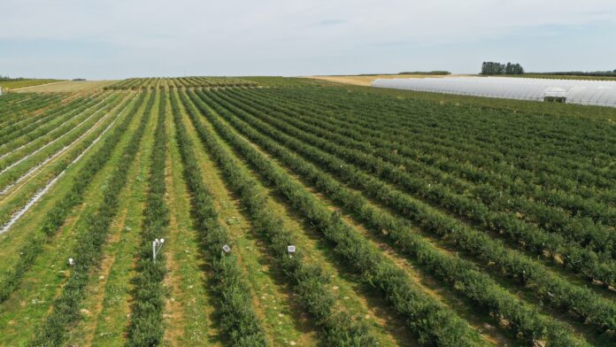 default lepsza jakość i trwałość borówek, borówki