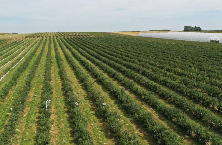 Lepsza trwałość i jakość borówek nawet w trudnym sezonie lepsza jakość i trwałość borówek, borówki