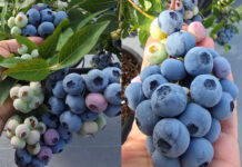 Premiera nowej odmiany borówki: Highland Charm