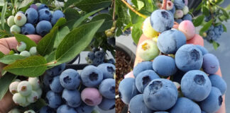 Premiera nowej odmiany borówki: Highland Charm