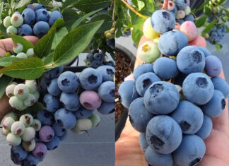 Premiera nowej odmiany borówki: Highland Charm