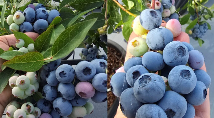 Premiera nowej odmiany borówki: Highland Charm