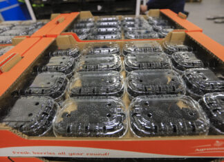 Jeżyny deserowe w Agronom Berries. Sweet Royale i Von zaskakują plonem i jakością