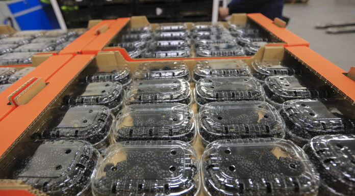 Jeżyny deserowe w Agronom Berries. Sweet Royale i Von zaskakują plonem i jakością