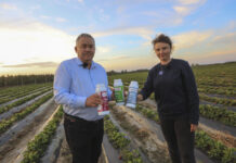 Wzmocnienie systemu korzeniowego truskawek w trudnych kwaterach