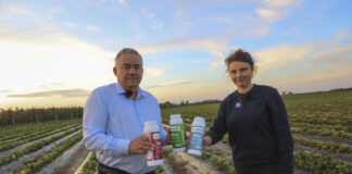 Wzmocnienie systemu korzeniowego truskawek w trudnych kwaterach