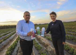 Wzmocnienie systemu korzeniowego truskawek w trudnych kwaterach