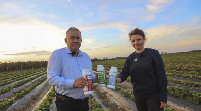 Wzmocnienie systemu korzeniowego truskawek w trudnych kwaterach