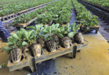 Te typy sadzonek truskawek najchętniej wybierają plantatorzy