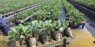 Te typy sadzonek truskawek najchętniej wybierają plantatorzy