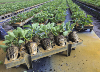 Te typy sadzonek truskawek najchętniej wybierają plantatorzy