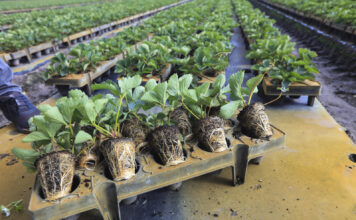 Te typy sadzonek truskawek najchętniej wybierają plantatorzy