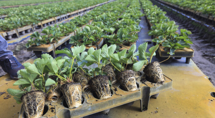 Te typy sadzonek truskawek najchętniej wybierają plantatorzy