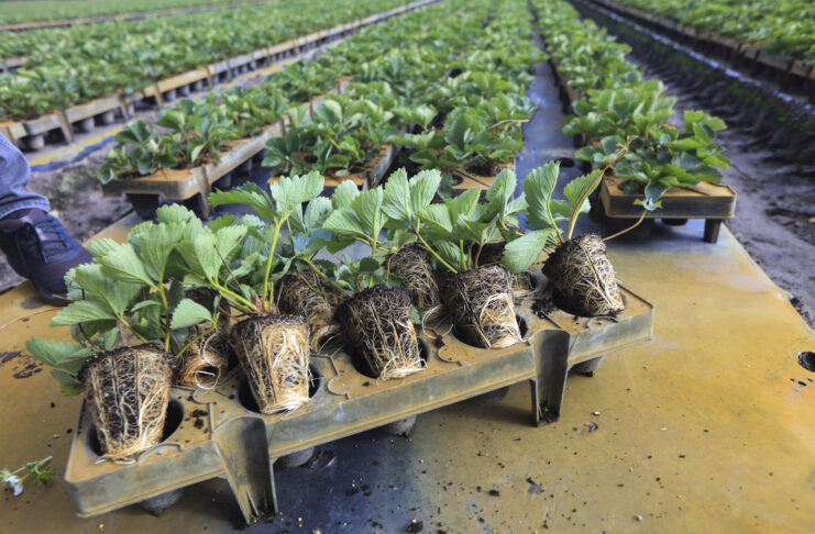 Te typy sadzonek truskawek najchętniej wybierają plantatorzy