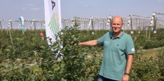 Julietta – nowoczesne rozwiązanie w ochronie borówki