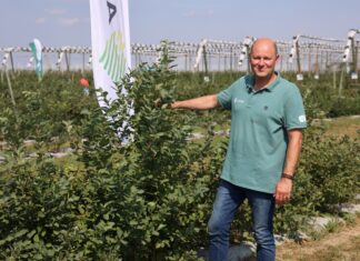 Julietta – nowoczesne rozwiązanie w ochronie borówki