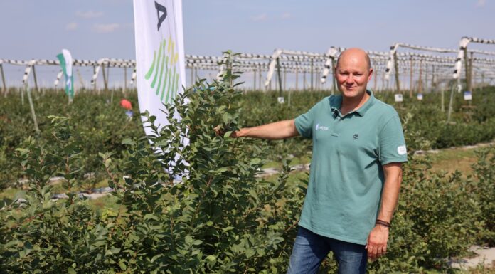 Julietta – nowoczesne rozwiązanie w ochronie borówki