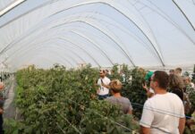 Podsumowanie sezonu malinowego 2025 – wnioski z konferencji branżowej maliny w tunelach