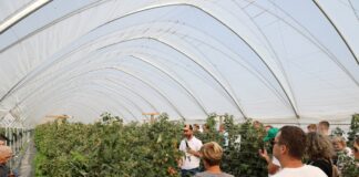 Podsumowanie sezonu malinowego 2025 – wnioski z konferencji branżowej maliny w tunelach