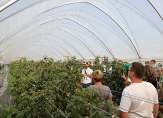 Podsumowanie sezonu malinowego 2025 – wnioski z konferencji branżowej maliny w tunelach