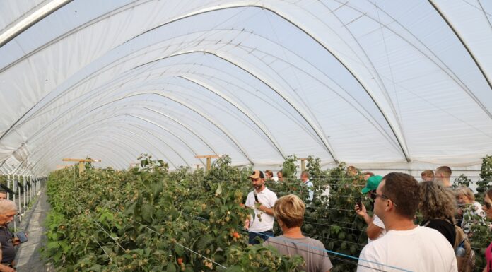 Podsumowanie sezonu malinowego 2025 – wnioski z konferencji branżowej maliny w tunelach