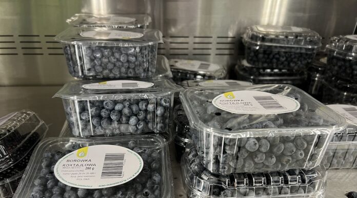 Sprawdzamy ceny borówek. Na rynku owoce z Polski i z importu ceny borówek