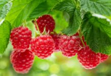 Jak zwiększyć plon malin w sezonie letnim? Poznaj sprawdzone strategie wyboru odmian