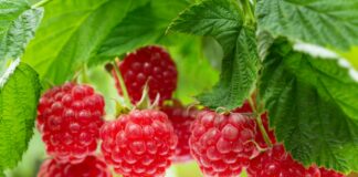 Jak zwiększyć plon malin w sezonie letnim? Poznaj sprawdzone strategie wyboru odmian