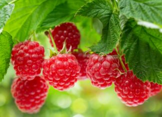 Jak zwiększyć plon malin w sezonie letnim? Poznaj sprawdzone strategie wyboru odmian