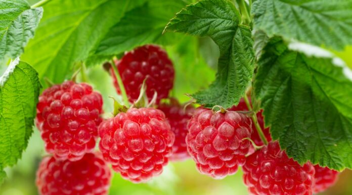 Jak zwiększyć plon malin w sezonie letnim? Poznaj sprawdzone strategie wyboru odmian