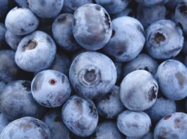 ’Sekoya Pop’ coraz popularniejsza na plantacjach w Peru borówki z peru, zimbabwe