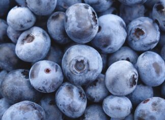 Plantatorzy borówki z Zimbabwe chcą zwiększać eksport do Chin borówki z peru, zimbabwe