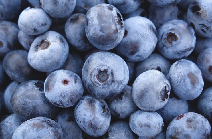 Plantatorzy borówki z Zimbabwe chcą zwiększać eksport do Chin borówki z peru, zimbabwe