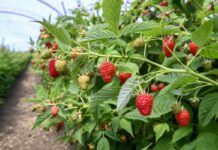 Jak dobrać odpowiednią odmianę malin do rodzaju gleby i klimatu?