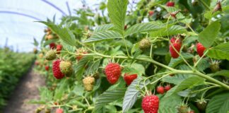 Jak dobrać odpowiednią odmianę malin do rodzaju gleby i klimatu?