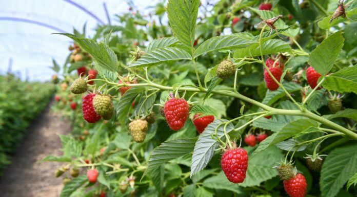 Jak dobrać odpowiednią odmianę malin do rodzaju gleby i klimatu?