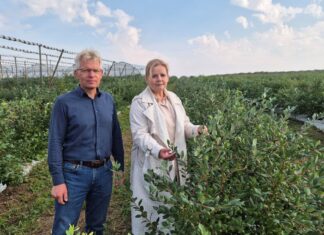 Jesienne wsparcie borówki. Te zabiegi warto wykonać!