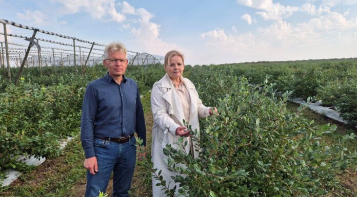 Jesienne wsparcie borówki. Te zabiegi warto wykonać!