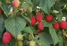 Najlepsze odmiany malin jesiennych dla zwiększenia plonów