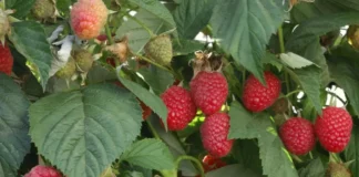 Najlepsze odmiany malin jesiennych dla zwiększenia plonów