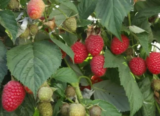 Najlepsze odmiany malin jesiennych dla zwiększenia plonów