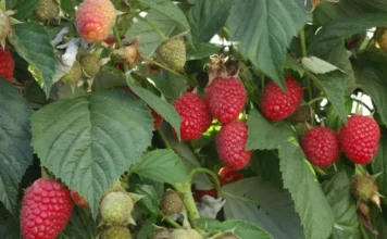 Będzie mniej malin z Hiszpanii i Portugalii