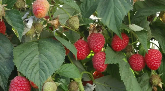 Najlepsze odmiany malin jesiennych dla zwiększenia plonów