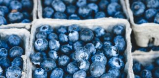 Polskie borówki mogą trafić do Wietnamu borówki, eksport do Wietnamu