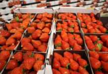 Trendy w uprawie i handlu truskawkami
