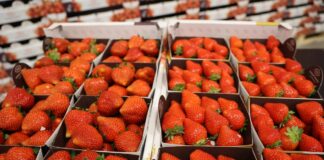 Trendy w uprawie i handlu truskawkami
