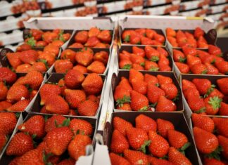 Trendy w uprawie i handlu truskawkami