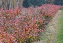 Czy warto ciąć borówki jesienią? Wady, zalety i korzyści jesiennego cięcia