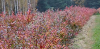 Czy warto ciąć borówki jesienią? Wady, zalety i korzyści jesiennego cięcia